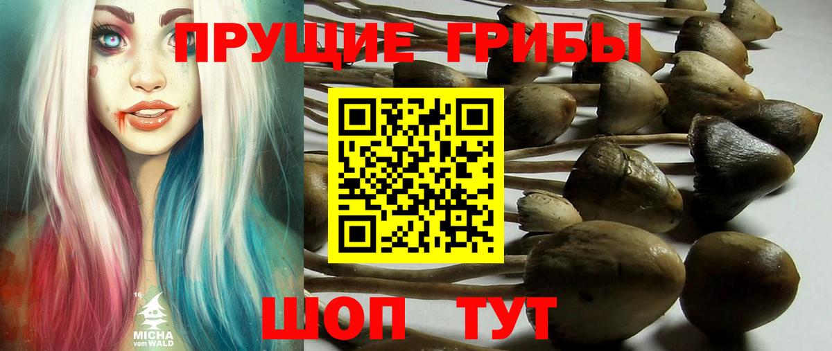 Тында  Галлюциногенные грибы ЛСД  Вход с VPN  Галлюциногенные грибы Psilocybe 
